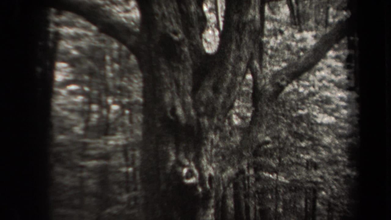 1938 New York 8mm frame showing a large old tree trunk with branching limbs in soft black-and-white focus.