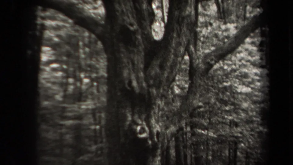1938 New York 8mm frame showing a large old tree trunk with branching limbs in soft black-and-white focus.