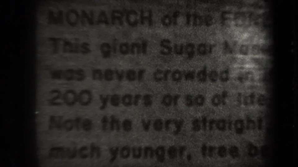 Close-up of a weathered plaque in the 1938 New York footage, with partially readable text about a sugar maple.