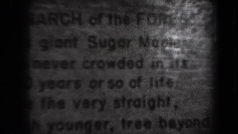 Black-and-white 8mm close-up of the plaque, with readable fragments about a 100-year-old sugar maple.