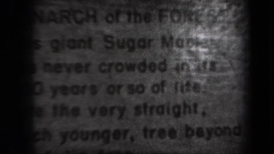 Final 1938 New York frame showing the plaque text in soft focus, emphasizing the old sugar maple description.