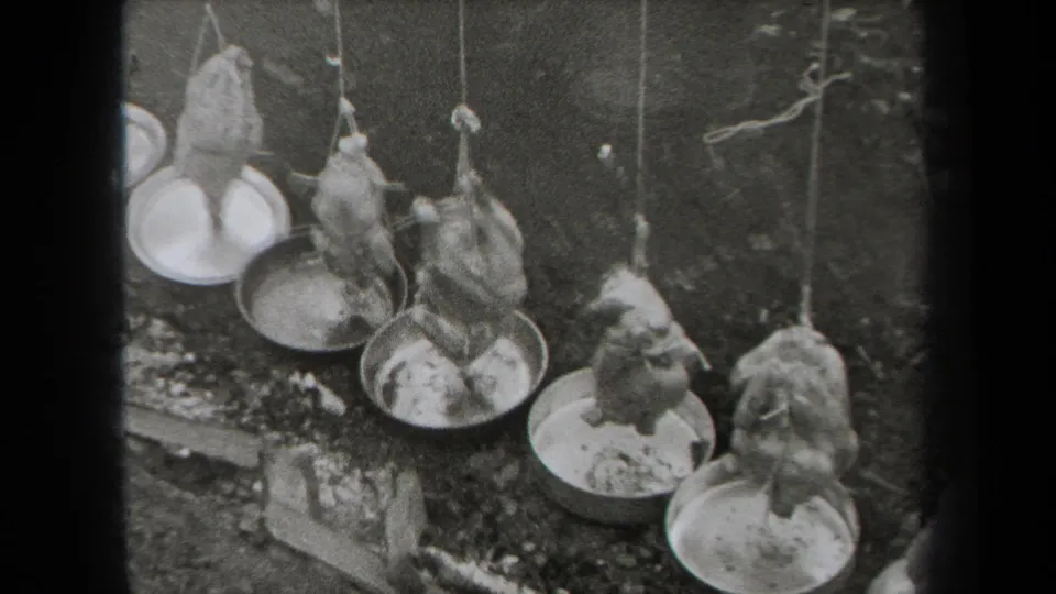 A person's hand reaches into the 1938 New York home-movie frame to tend chickens hanging over shallow pans.
