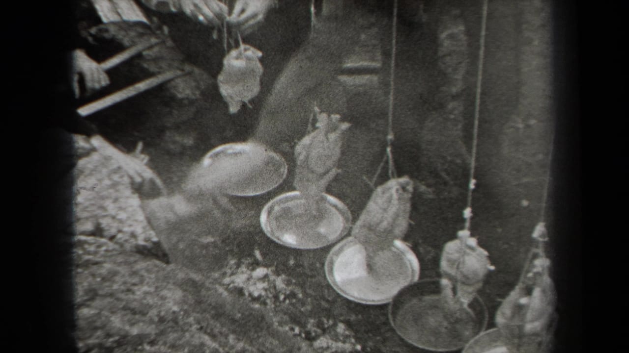 A person reaches toward hanging birds and metal pans outdoors.