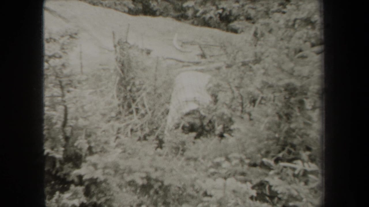 Overgrown brush and trees on a sloped outdoor landscape in black and white.