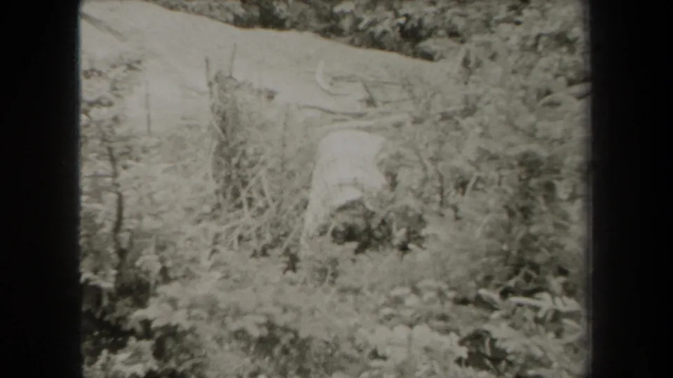 1938 New York home-movie frame with dense scrub, small trees, and a pale sloped field or hillside beyond.