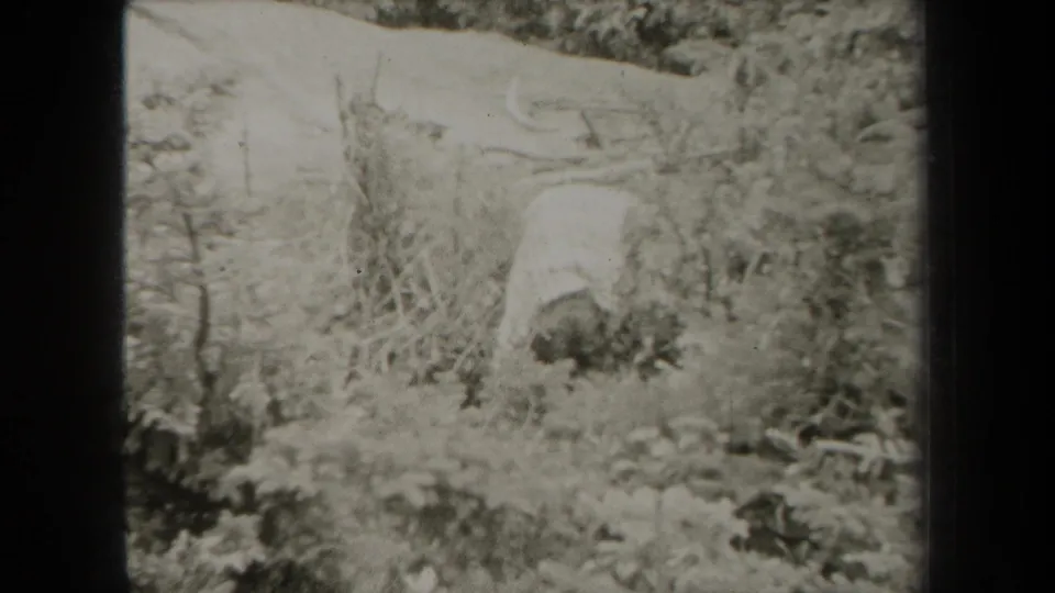 Black-and-white 8mm frame from rural New York showing tangled brush, saplings, and a light hillside area beyond the foreground growth.