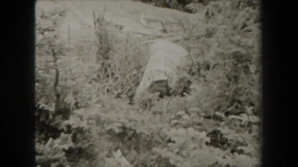 Final 1938 New York frame showing overgrown rural terrain, small trees, and a pale sloping area behind the brush.