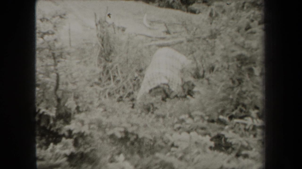 Woman bending low among dense foliage in a wooded area.