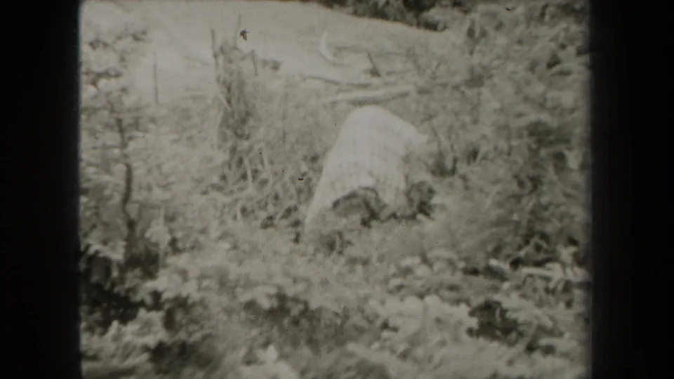 In 1938 New York home-movie footage, a woman appears bent among plants in a wooded outdoor setting.