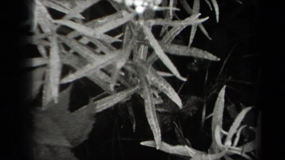1938 New York 8mm frame with a close, soft-focus view of pale leaves or slender branches near the camera.