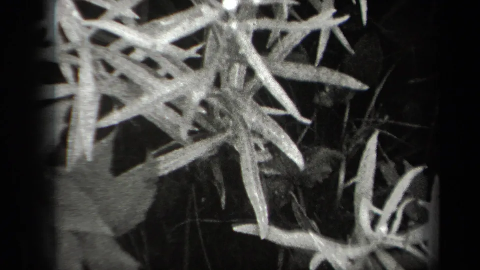 1938 New York 8mm frame showing pale foliage or thin branches close to the lens, with a dark wooded background.