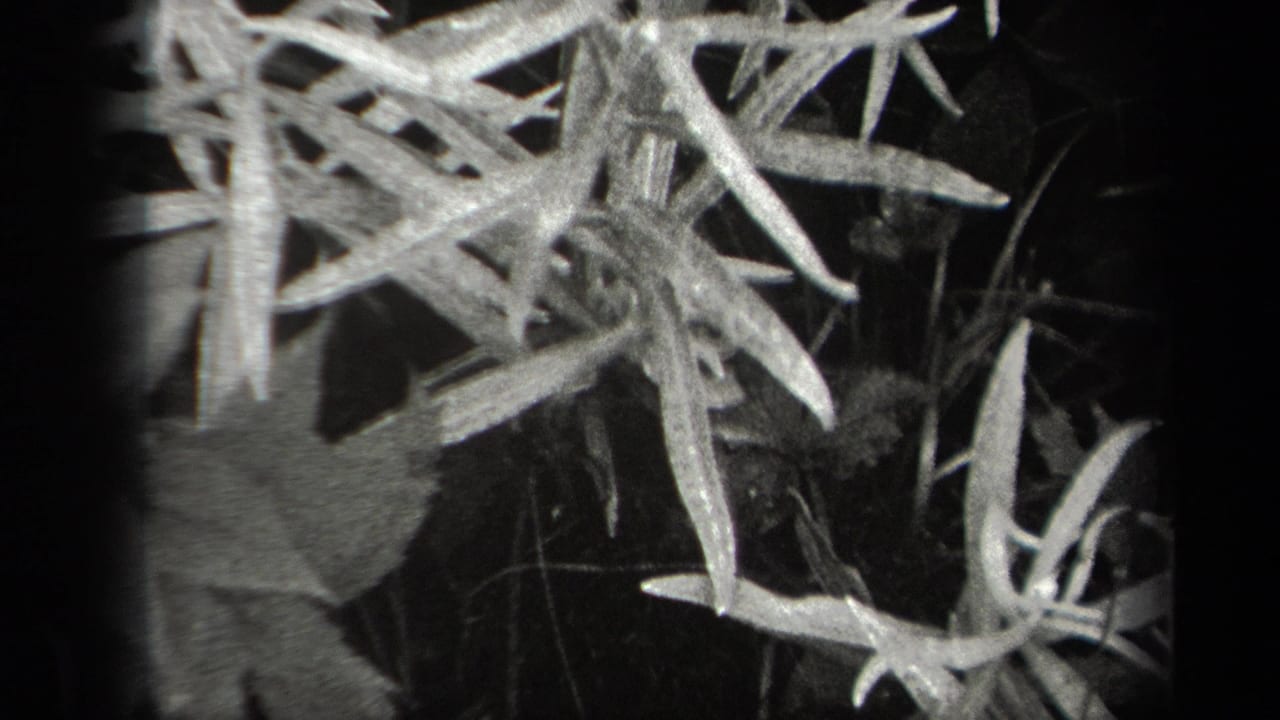 Close-up of narrow leaves and dark undergrowth in black and white.