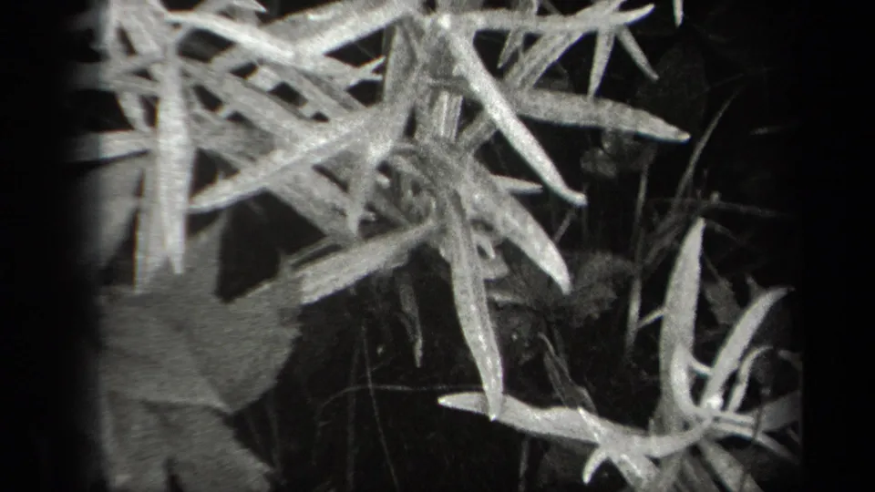 1938 New York 8mm frame showing slender leaves and plant stems against dark undergrowth.