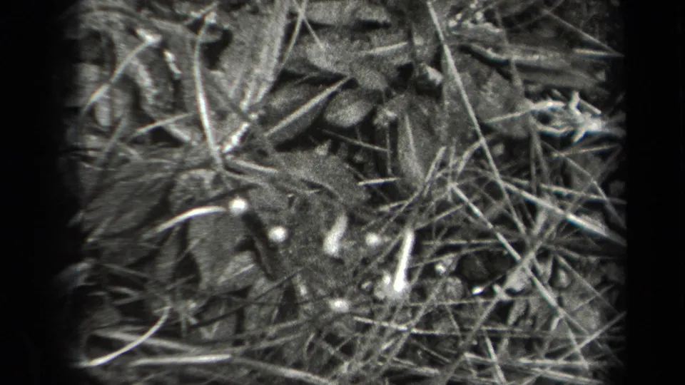 Close 1938 New York 8mm view of tangled grass blades, leaves, and small pale buds.