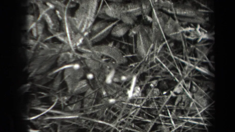 Black-and-white 8mm close-up of dense New York foliage with stems, leaves, and pale buds.