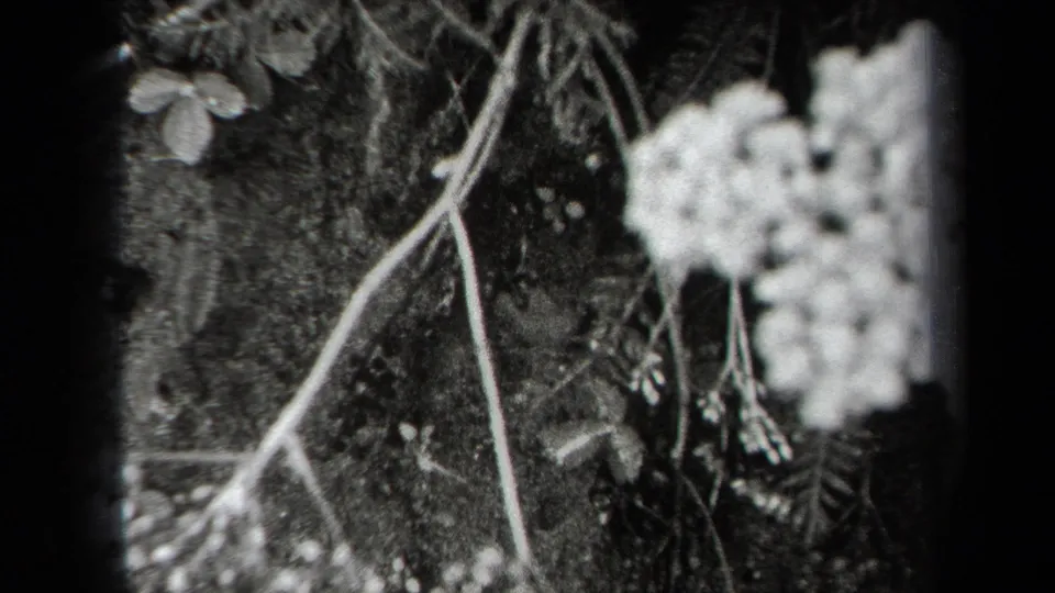 1938 New York home-movie frame showing a pale flower cluster beside thin stems and dark foliage.