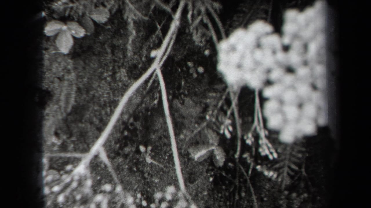 1938 New York 8mm frame showing pale wildflower stems and small blossoms in soft black-and-white focus.
