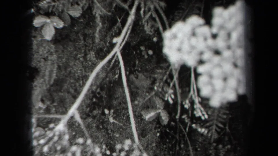 1938 New York 8mm frame showing pale wildflower stems and small blossoms in soft black-and-white focus.