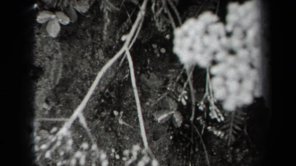 Black-and-white 8mm close-up from the 1938 New York clip, showing white blossoms and slender plant stems.