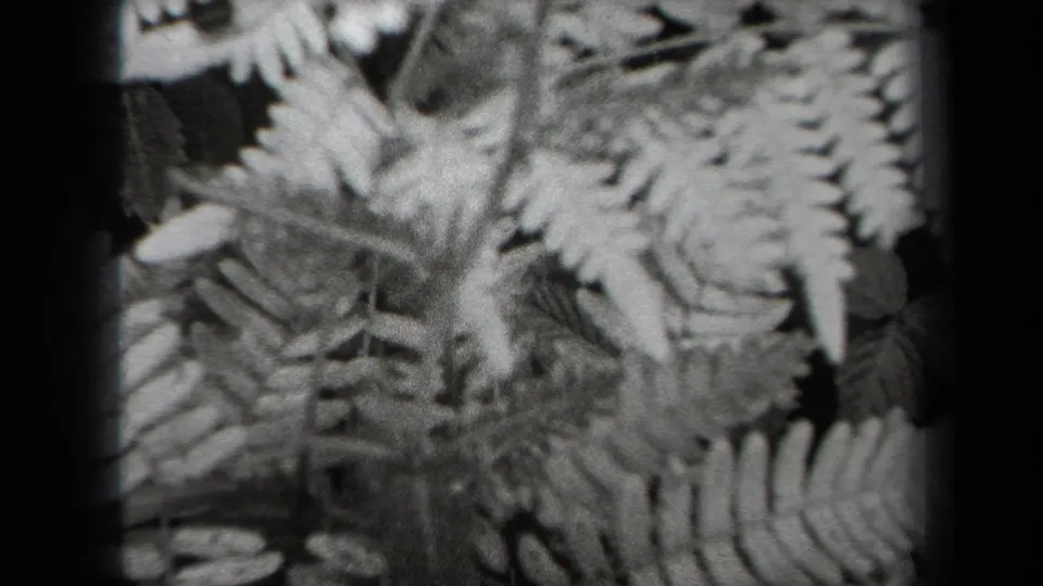 1938 New York home-movie frame showing overlapping fern fronds in grainy black-and-white 8mm texture.
