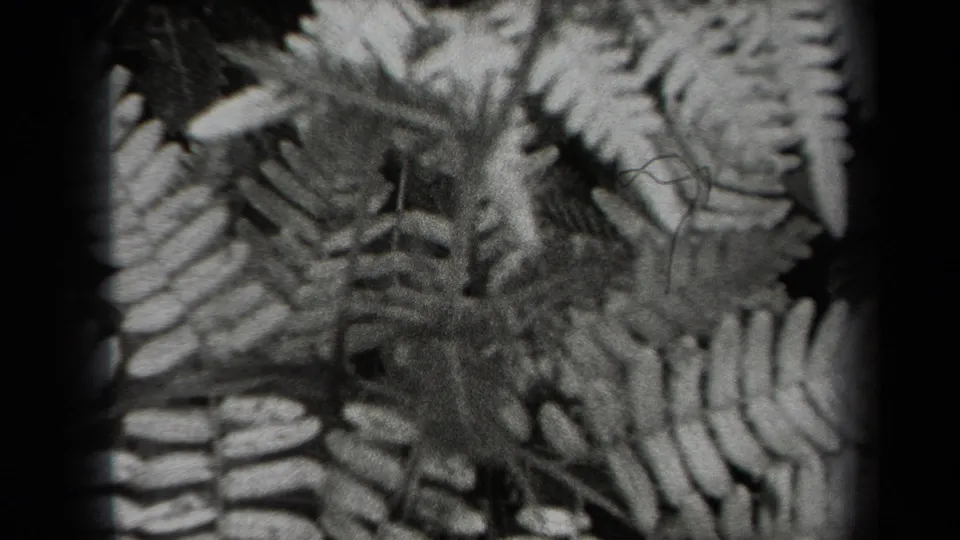 Final 1938 New York 8mm frame with fern fronds and soft plant textures filling the close-up view.