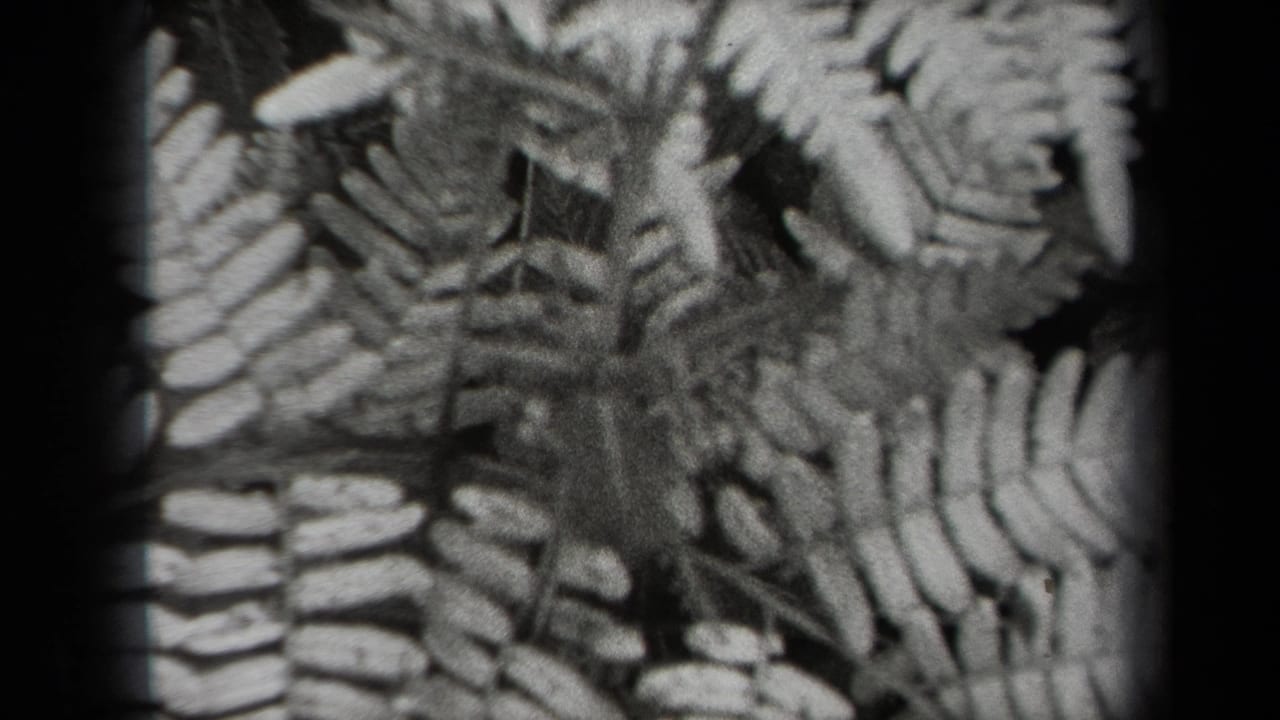 1938 New York 8mm frame showing fern fronds in soft black-and-white close-up with dark film edges.