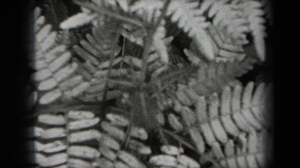1938 New York 8mm frame showing fern fronds in soft black-and-white close-up with dark film edges.