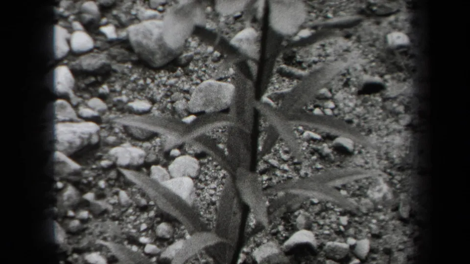 1938 New York 8mm frame with a narrow plant stem, leaves, gravel, and stones in black-and-white.