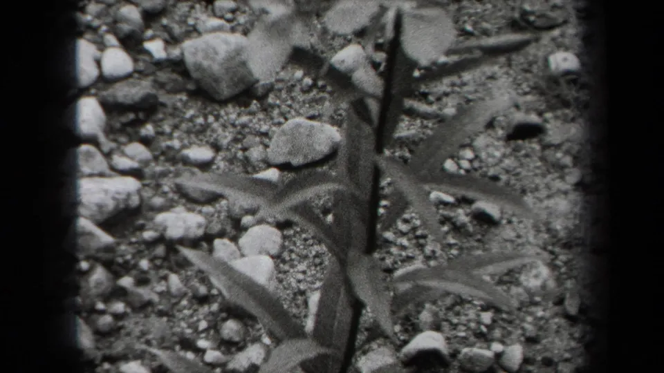 1938 New York black-and-white 8mm frame showing a leafy plant stem over gravel and small rocks.