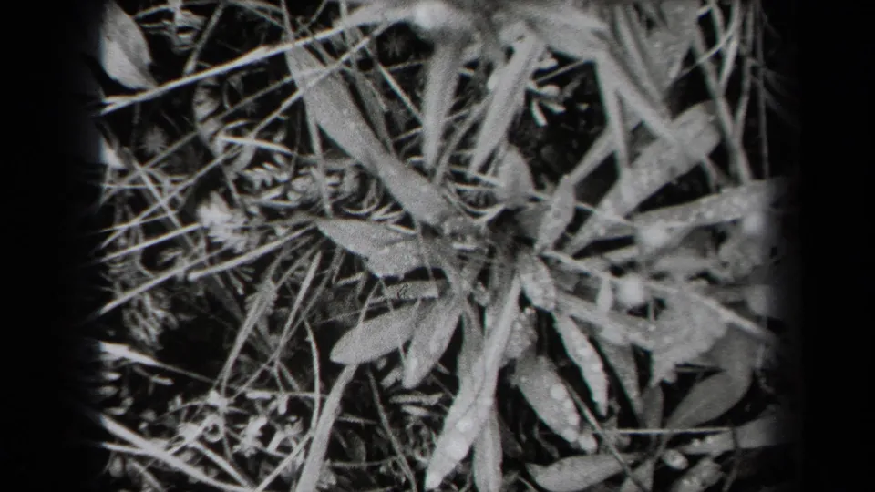 1938 New York 8mm frame showing wild leaves, dry grass, and ground cover in a grainy close-up.