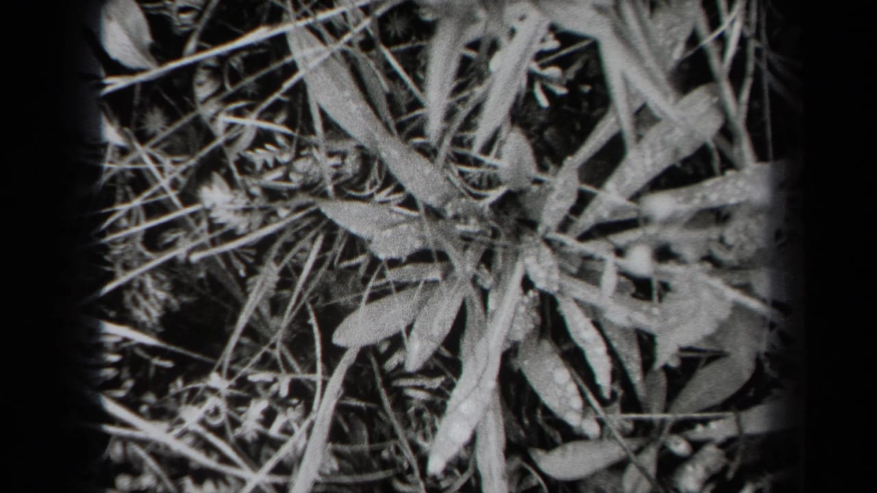 Close view of leaves, grass stems, and seed heads in black and white.