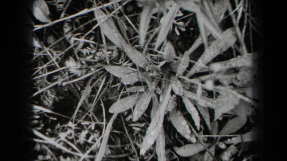 1938 New York 8mm frame showing dense leaves, grass stems, and small seed heads in soft black-and-white focus.
