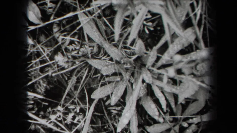 1938 New York 8mm frame with tangled plant stems, pale leaves, and dark shadowed gaps in a steady close-up.
