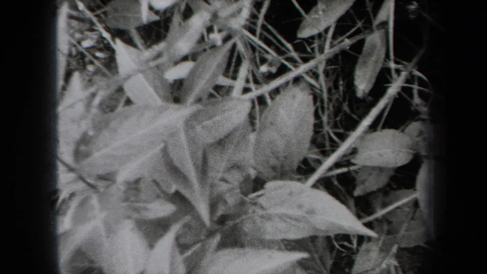 1938 New York 8mm frame showing leafy plants and grass blades, softer and brighter near the lower left of the frame.