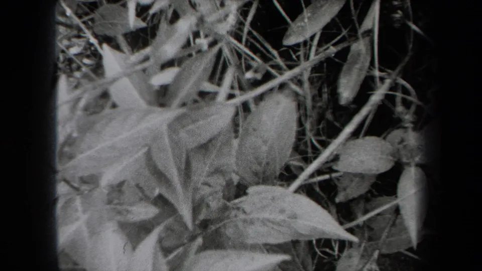 1938 New York 8mm frame with broad leaves in the lower frame and fine stems crossing the darker background.