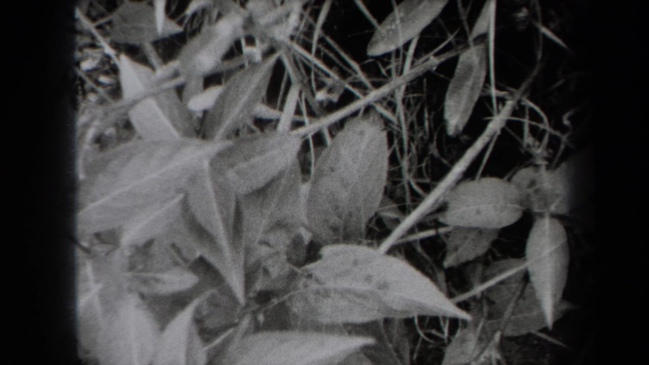 Close-up of leaves, grasses, and tangled ground vegetation in black and white.