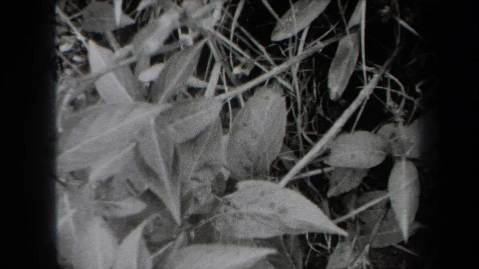 1938 New York 8mm frame showing a close view of broad leaves and grasses in dense ground foliage.