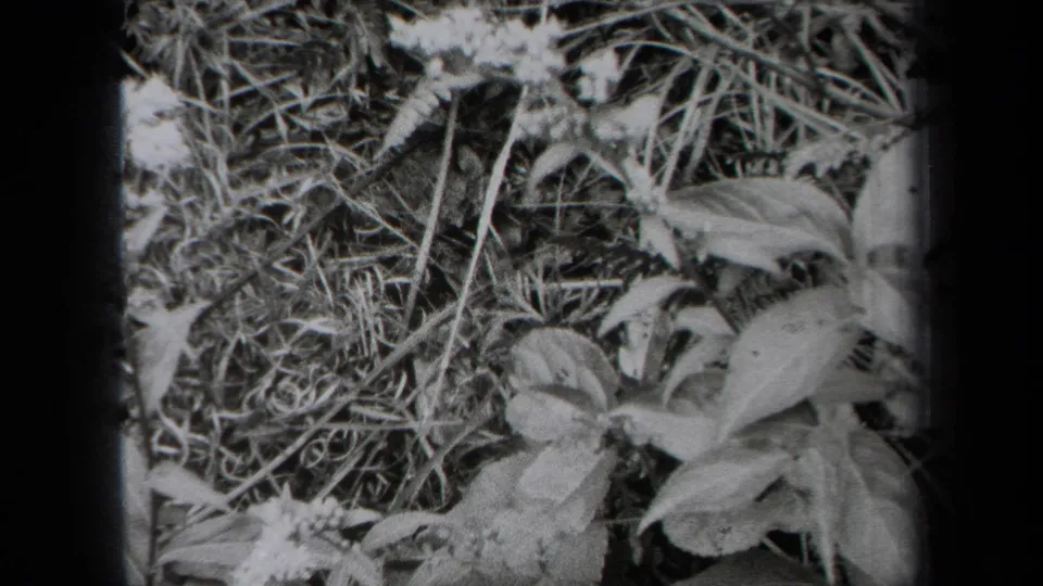 Black-and-white 8mm frame of low foliage, grass stems, and small pale blossoms in New York metadata context.
