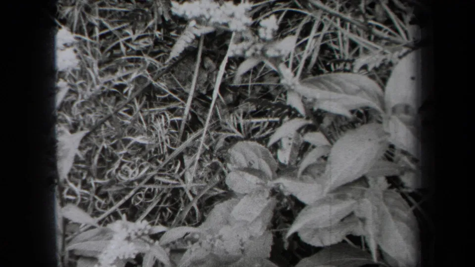 Close black-and-white home-movie view of grass, leaves, and small wildflowers on the ground.