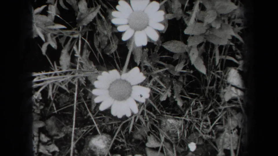 1938 New York 8mm frame showing two daisy-like flowers surrounded by grass and leafy ground cover.