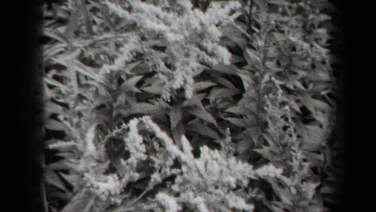1938 New York 8mm frame showing dense plant foliage and small pale blossoms in soft black-and-white close-up.