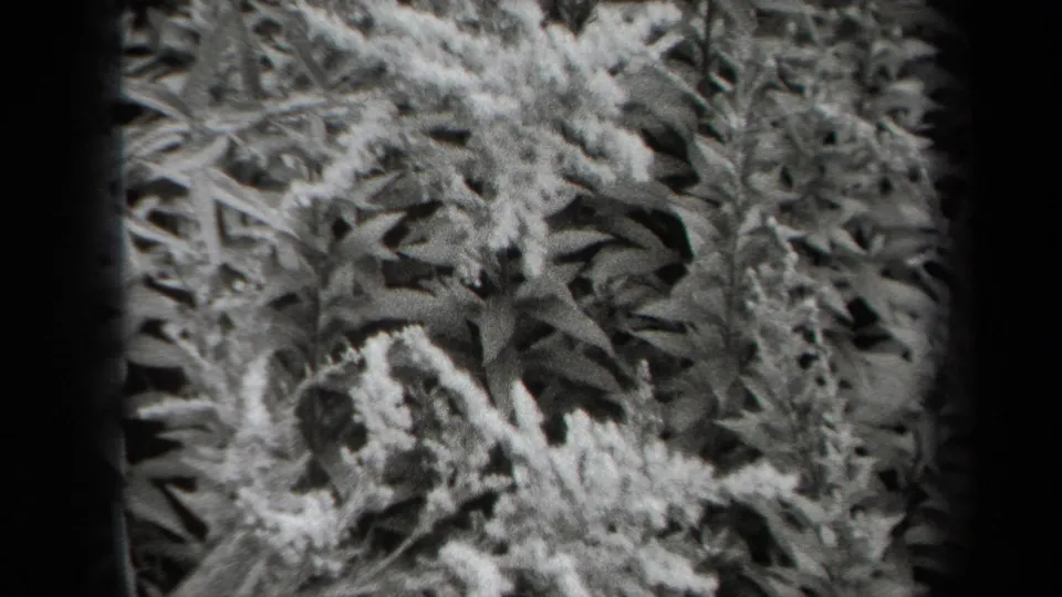 1938 New York 8mm frame showing dense plant foliage and small pale blossoms in soft black-and-white close-up.