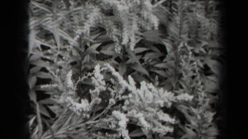 1938 New York 8mm frame with leafy plant growth and tiny pale blossoms, seen through a dark vignetted film gate.
