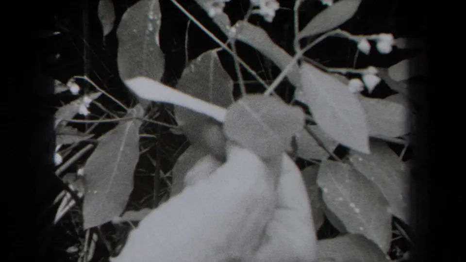 1938 New York 8mm frame showing a hand holding a small plant stem with oval leaves before a shadowed leafy background.