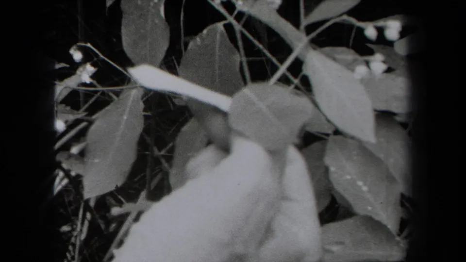 1938 New York 8mm frame showing a hand holding or steadying a leafy plant stem in a close botanical view.