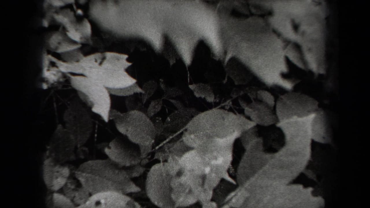 1938 New York 8mm frame showing a close view of leaves and stems with dark shadows and soft film grain.