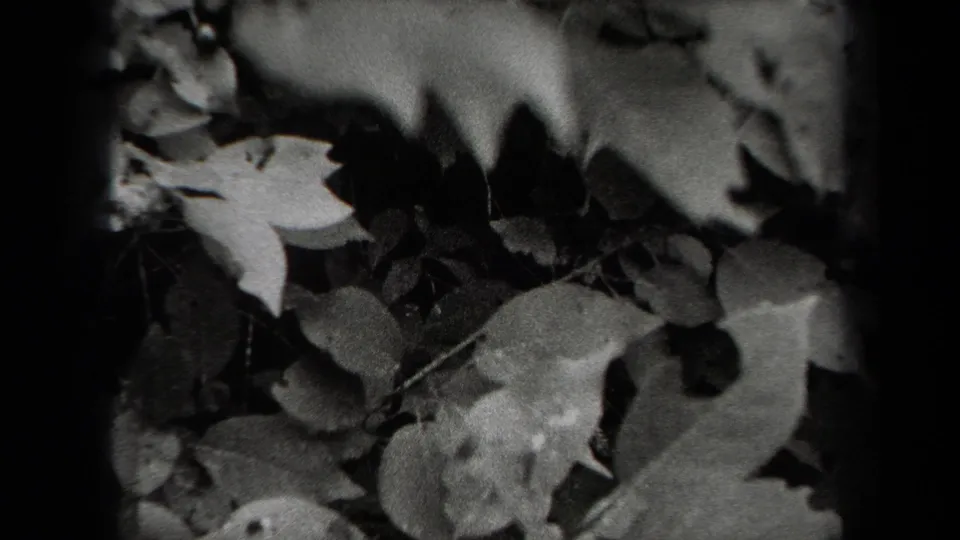 1938 New York 8mm frame showing a close view of leaves and stems with dark shadows and soft film grain.