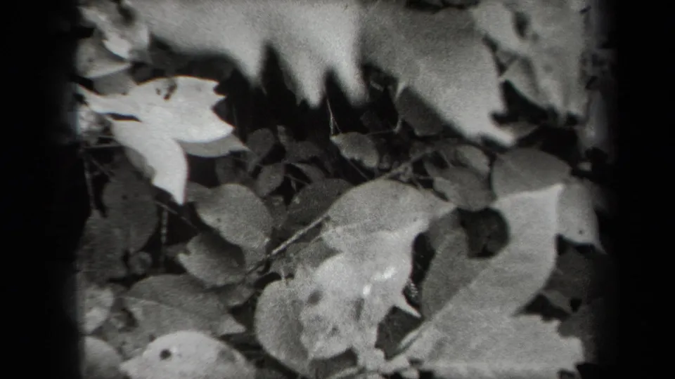 Black-and-white 8mm close-up of highlighted leaves and surrounding foliage, attributed to New York in 1938.