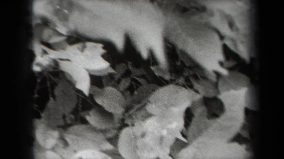 Soft black-and-white 8mm frame of leaves seen close to the camera, with grain and shadowed edges.