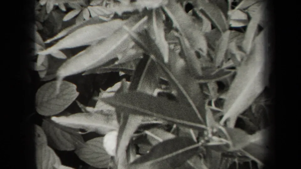 Close 1938 New York home-movie view of broad leaves and stems filling the frame in grainy black-and-white.
